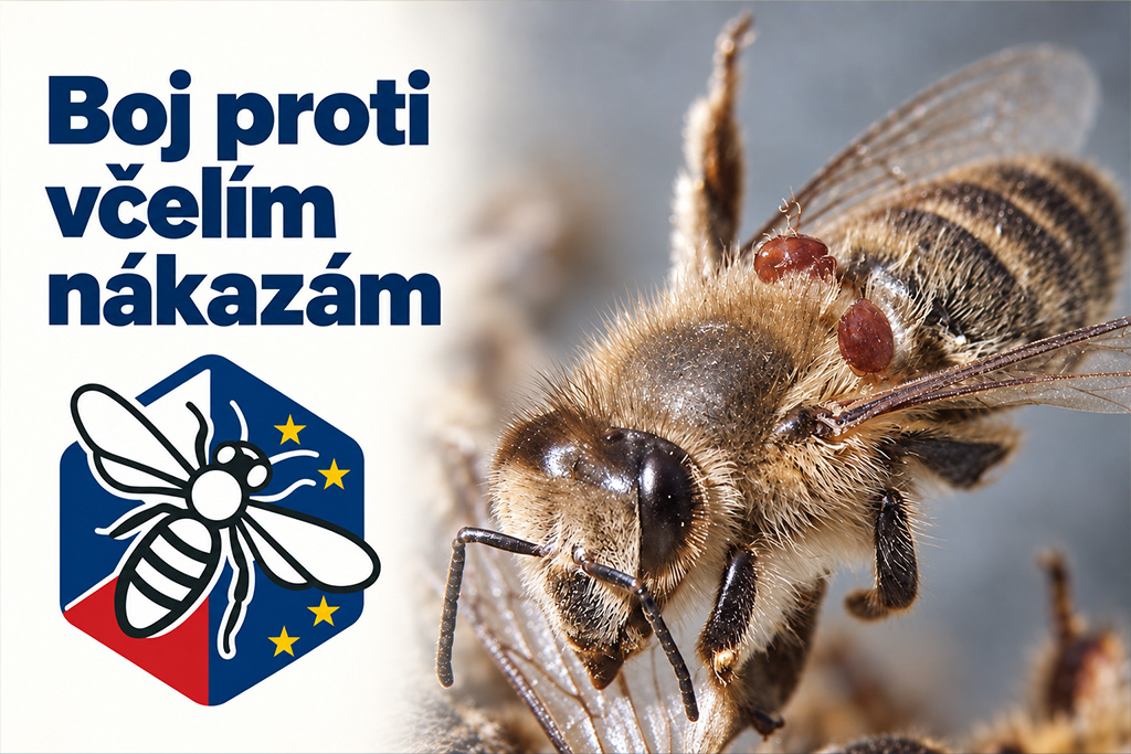 Včela medonosná napadená roztoči Varroa, na těle jsou patrní červení roztoči