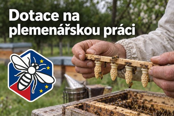 Včelař drží rámek s matečníky nad otevřeným úlem v ovocném sadu